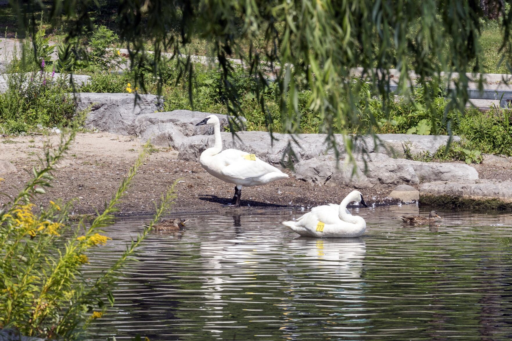 mango-swan.JPG